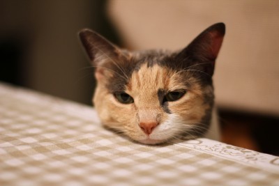 cat-food-label