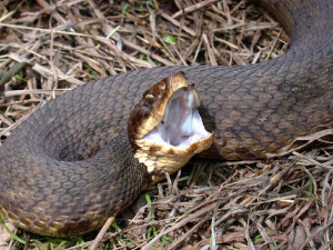 A water moccasin, also known as a cottonmouth, for obvious reasons.