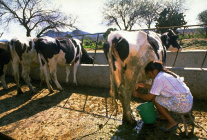 Behold! The face of privilege! (yes, this person has Holsteins. The truly disadvantaged would be forced to milk Jerseys)