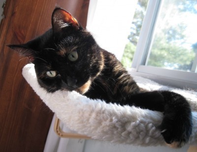 tortoiseshell-cat