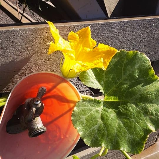 Squash Blossom at the tap