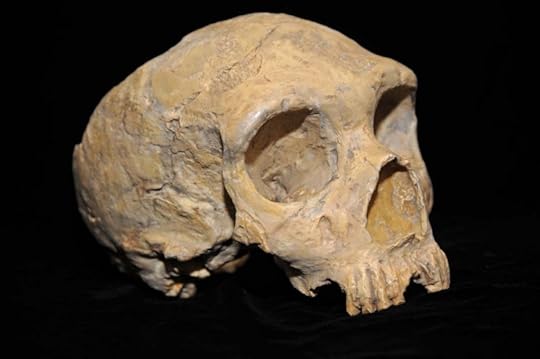 Neanderthal skull discovered in Gibraltar in 1848. Image credit: Creative Commons via AquilaGib.