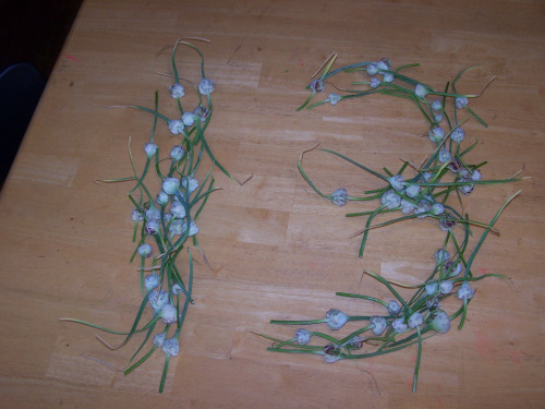 Garlic 13