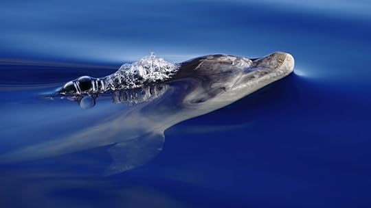 Bottlenose dolphin at surface
