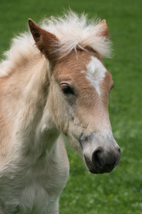Haflinger Foal, photo by Bohringer Friedrich