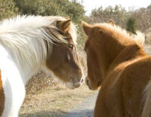 Two wild horses stand close together - Equus Ferus