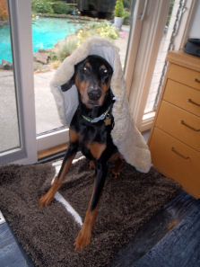 Doberman in sheep's clothing