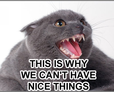 arguecat