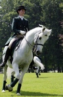 lipizzaner_brdo_20080610 (2)_200
