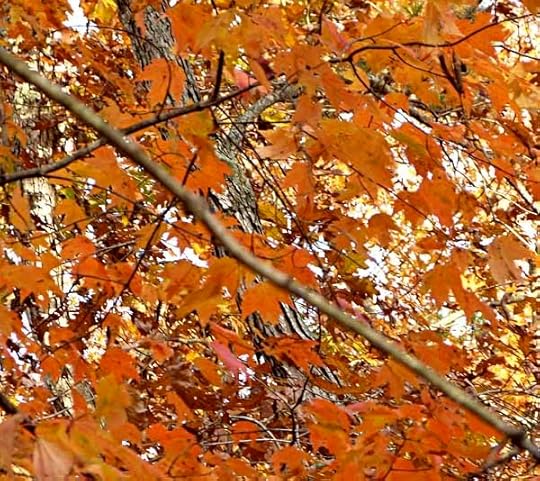 MapleOrange