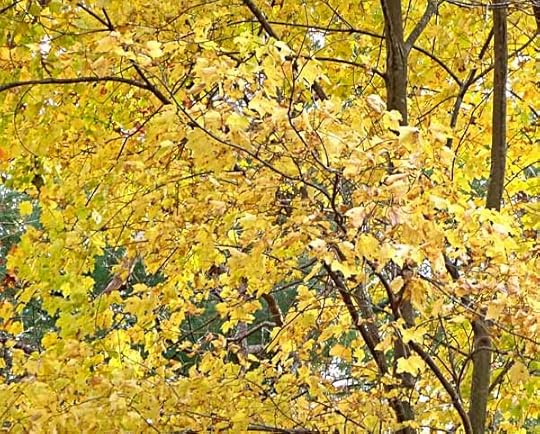 MapleYellow