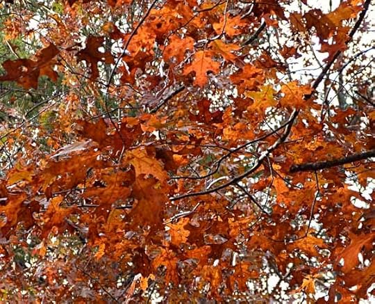 OakOrange