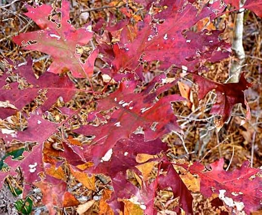 OakRed