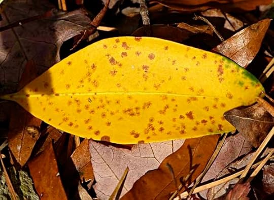 YellowLeaf