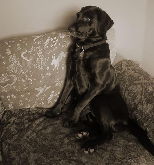 Tilly at home