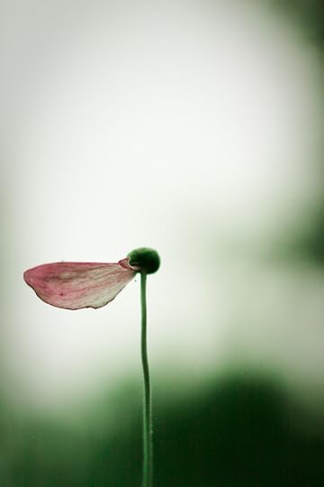 single-petal_harold-lloyd