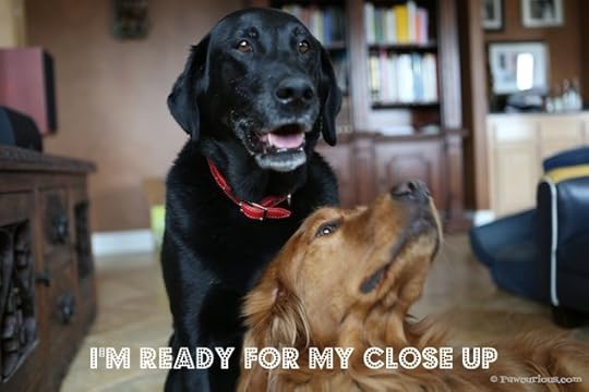 Can you tell which dog is more worthy, loved, or better for my family? I can't.