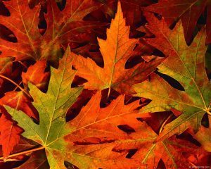 fall_leaves