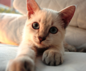 Pavel: Siamese tabby mix