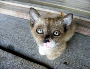 worried kitten