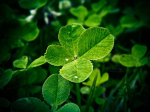 4 leaf clover