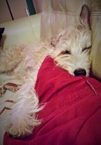 Sleeping dog