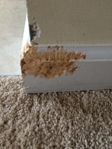 I tried to eat the wall once. 