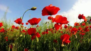 stock-footage-field-of-red-poppy-flowers-in-early-summer-w-fisheye