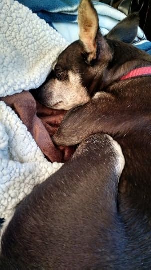 Bailey a professional sleeper