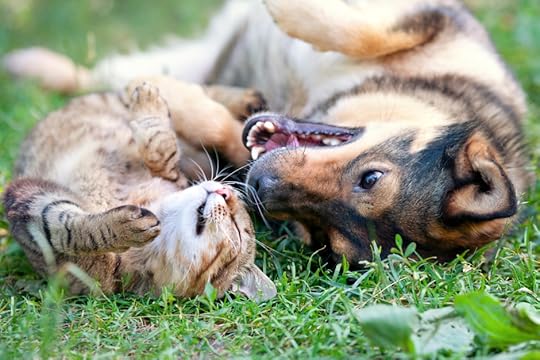 CatDogOnBack_40214727_original