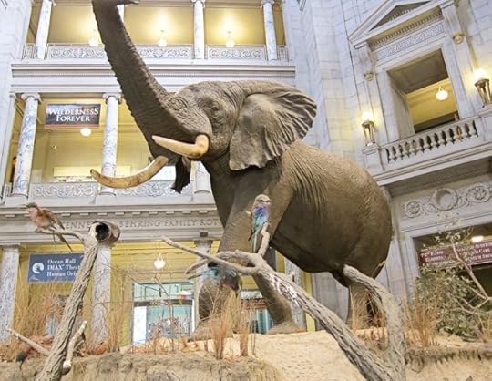museum-elephant