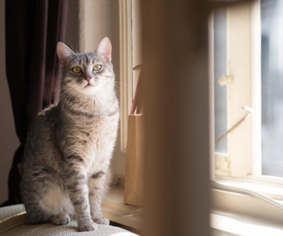 indoor_cat_happy