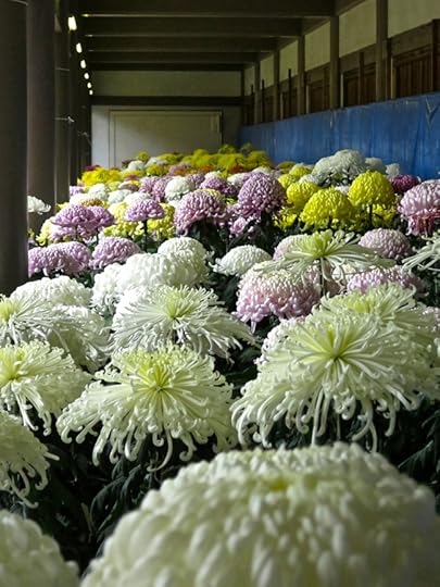 Prize specimens vie for top honors. This style requires the grower to train the plant into three stalks of exactly the same height, then coax three perfect flowers to bloom at the exact same time.