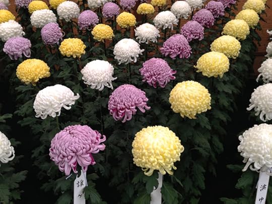 The most perfect of the perfect bigger-than-your-head blooms