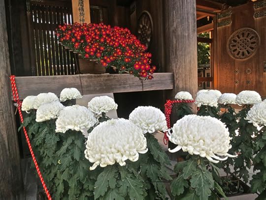 What the Meiji Shrine chrysanthemums lack in artistic innovation, they make up in perfection. I dare the gods to find any flaw at all in those white ones.