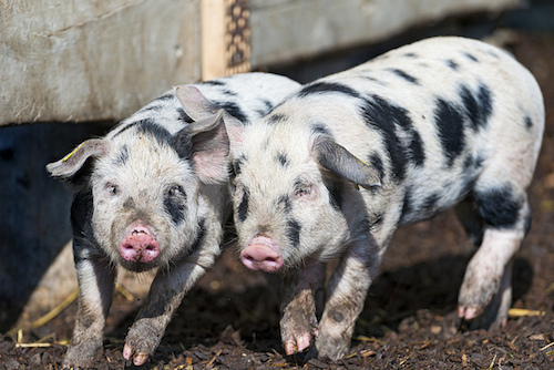 dalmatian piglets.jpg