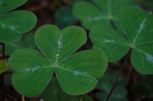 Shamrock leaf