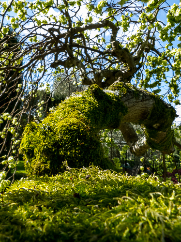 Mossy Branch