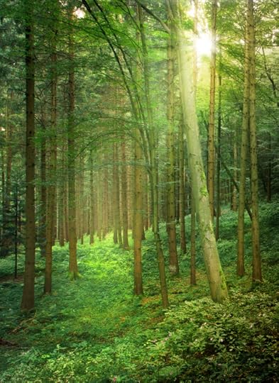 Sunlight in natural Forest