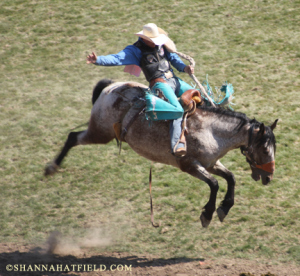 bronc rider 2