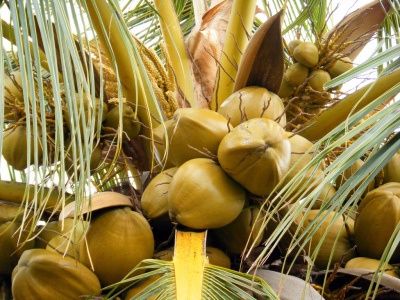 Coconut Bounty by Rosa Say