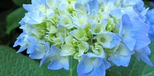 Hydrangea_1516 by Rosa Say