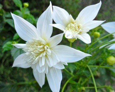 Partnership_1887 by Rosa Say