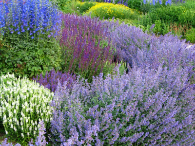 herb garden