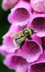 Foxglove 2