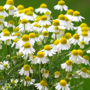 Chamomile, herb, cheery