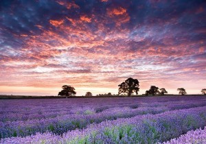 Somerset Lavendar