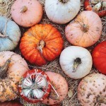 pumpkins