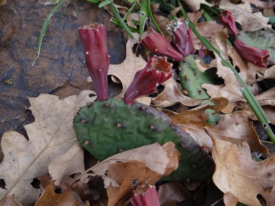 Fall Prickly Pear