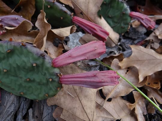 Fall Prickly Pear 2